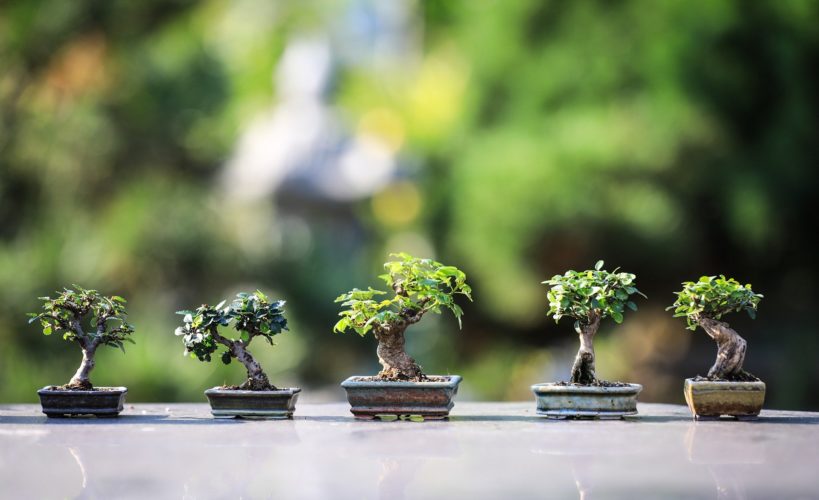 jardin japonais